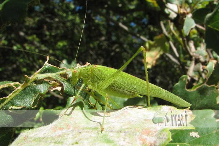 Phaneroptera falcata